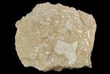 Ordovician Bryozoans (Chasmatopora) Plate - Estonia #98020-1